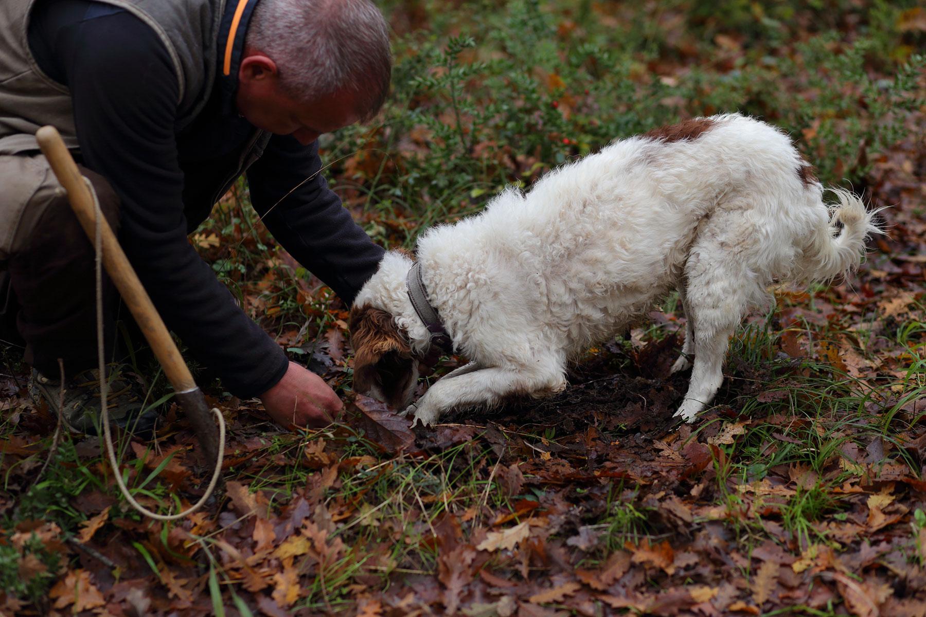 szukanie trufli, pies